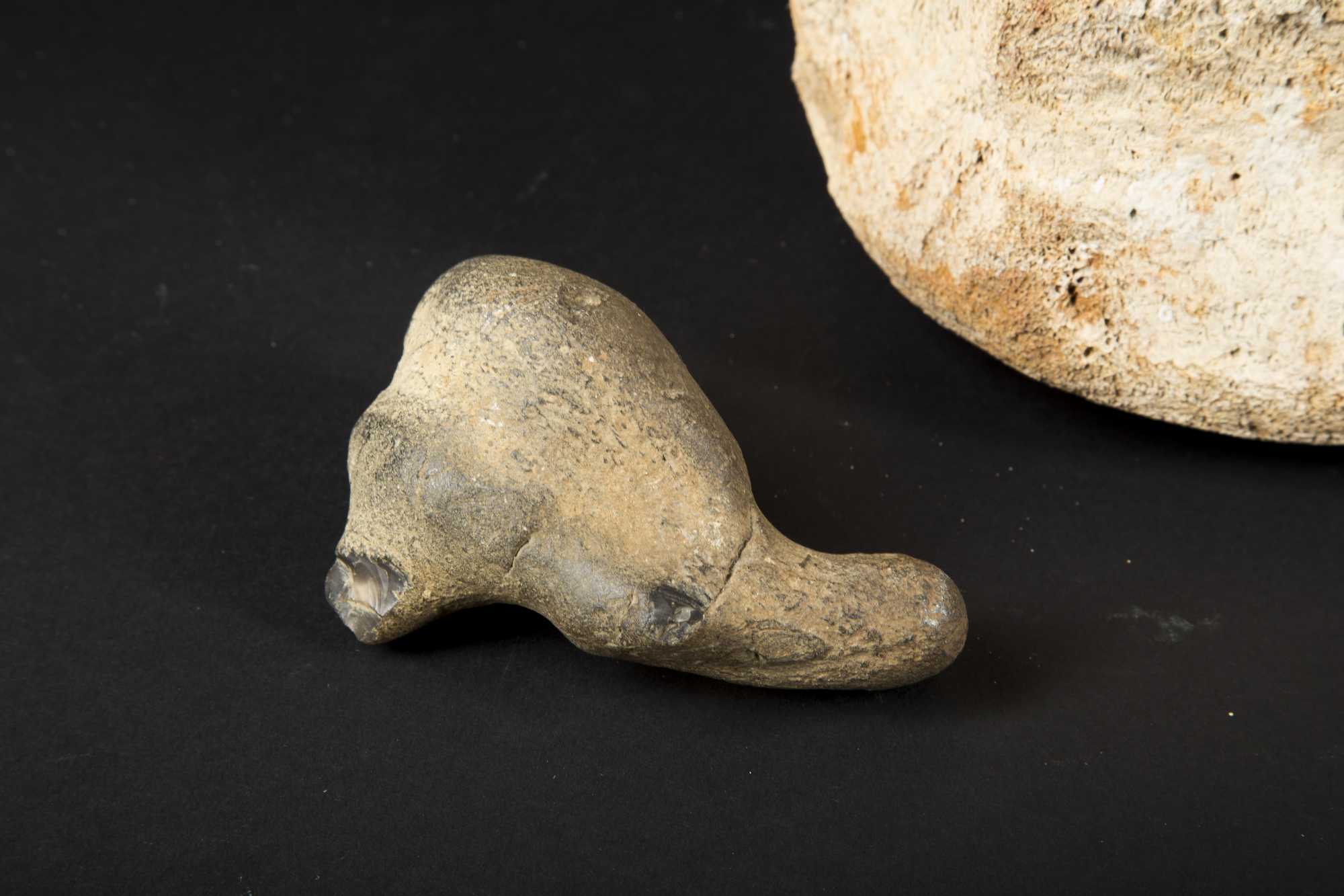 dinosaur vertebrae