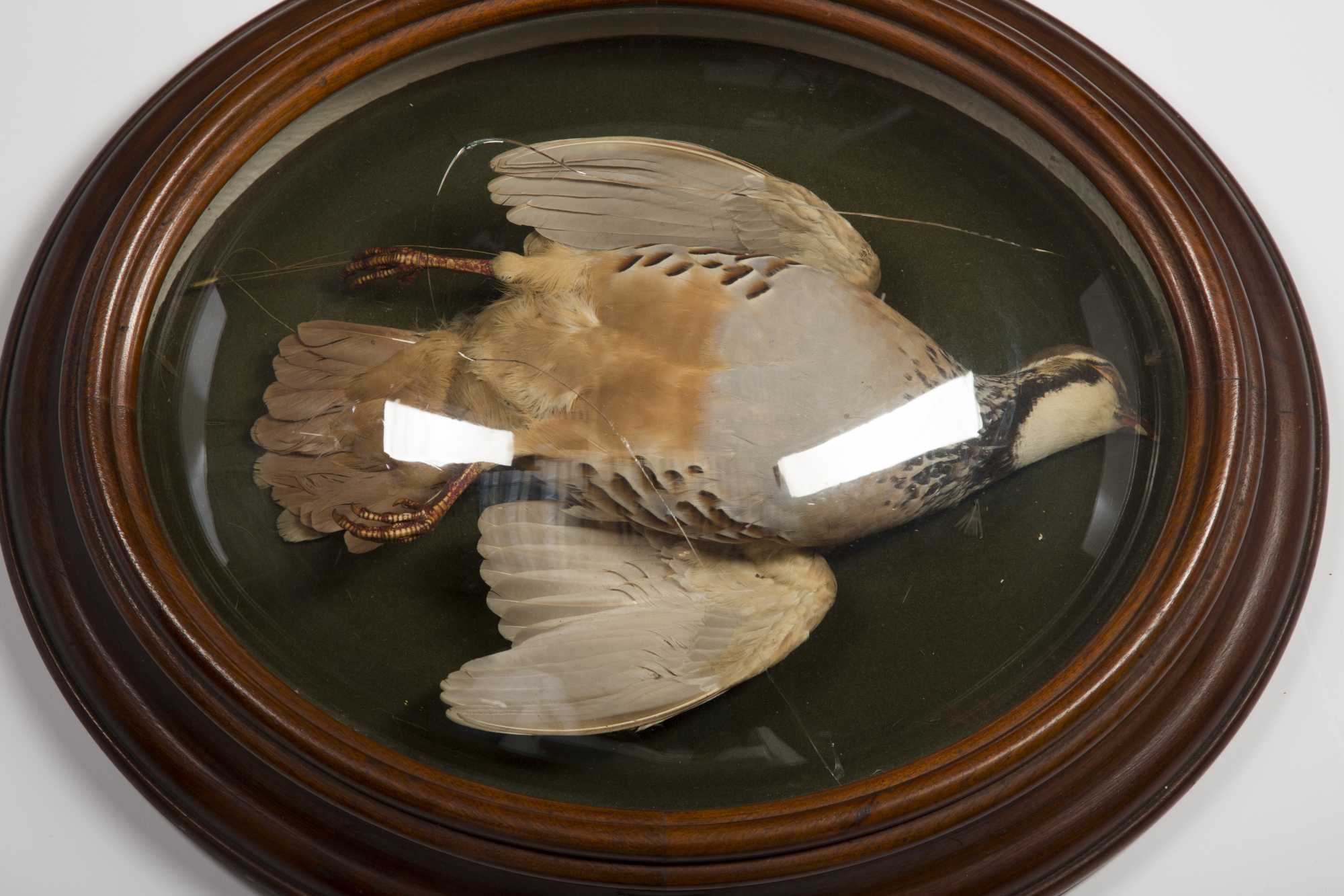 stuffed birds in glass case for sale